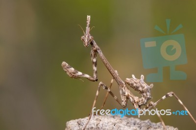 Empusa Pennata Insect Stock Photo