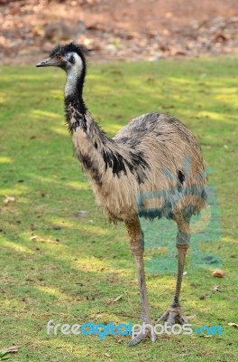 Emu Stock Photo