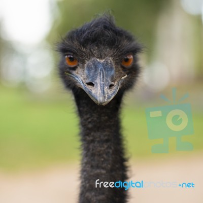 Emu In The Outdoors During The Day Stock Photo