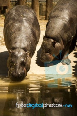 Endangered Pygmy Hippopotamus (choeropsis Liberiensis) On A Zoo Stock Photo
