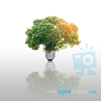 Energy Saving Lamp Of Tree Stock Photo