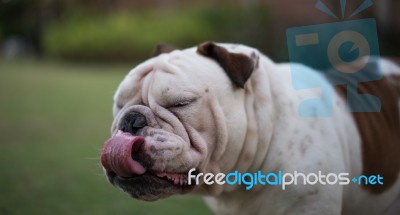English Bulldog Show Tongue Stock Photo