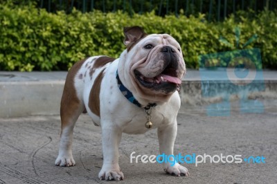 English Bulldog Stand On The Ground Stock Photo