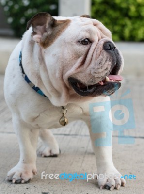 English Bulldog Stand On The Street Stock Photo