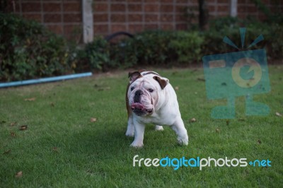 English Bulldog Walk On The Park And Show Tounge Stock Photo