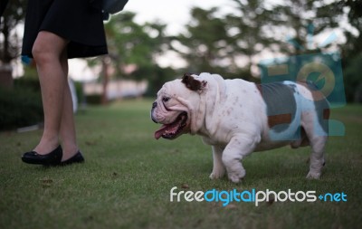 English Bulldog Walking On The Grass With A Woman Stock Photo