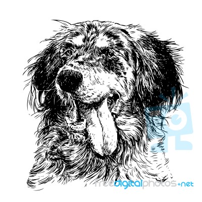 English Setter Stock Image English Setter Stock Image