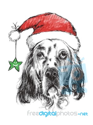 English Setter With Santa Claus Hat Stock Image