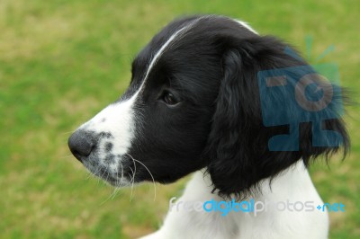 English Springer Spaniel Puppy Stock Photo