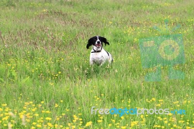 English Springer Spaniel Running Stock Photo