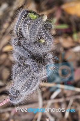 Euphydryas Aurinia Caterpillar Stock Photo