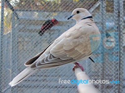Eurasian Collared Dove Stock Photo