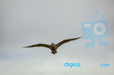 Eurasian Curlew (numenius Arquata) Stock Photo