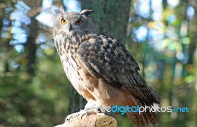 Eurasian Eagle Owl Stock Photo