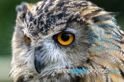 Eurasian Eagle-owl (bubo Bubo) Stock Photo