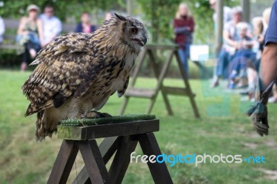 Eurasian Eagle-owl (bubo Bubo) Stock Photo