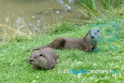 Eurasian Otter (lutra Lutra) Stock Photo