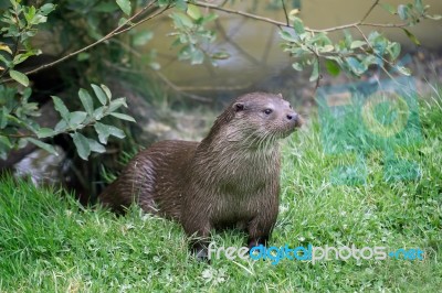 Eurasian Otter (lutra Lutra) Stock Photo