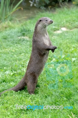Eurasian Otter (lutra Lutra) Stock Photo