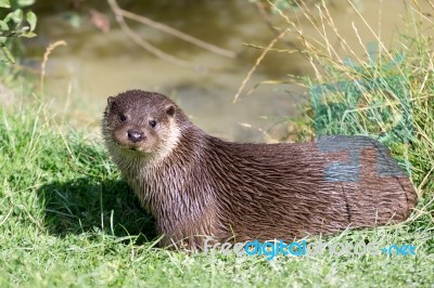 Eurasian Otter (lutra Lutra) Stock Photo