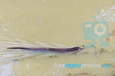 Eurasian Otter (lutra Lutra) Stock Photo