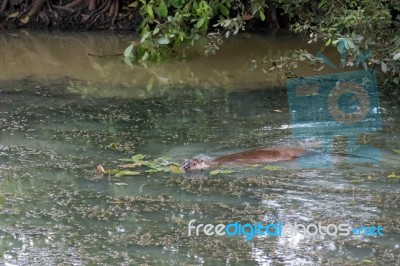 Eurasian Otter (lutra Lutra) Stock Photo Eurasian Otter (lutra Lutra) Stock Photo