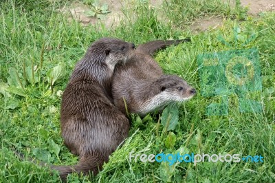 Eurasian Otter (lutra Lutra) Stock Photo