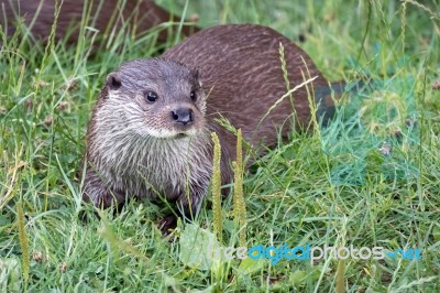 Eurasian Otter (lutra Lutra) Stock Photo Eurasian Otter (lutra Lutra) Stock Photo