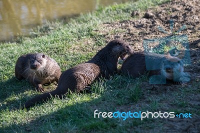 Eurasian Otter (lutra Lutra) In Natural Habitat Stock Photo