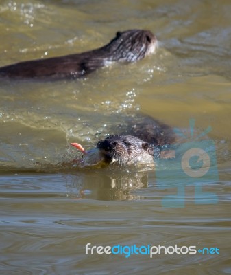 Eurasian Otter (lutra Lutra) In Natural Habitat Stock Photo