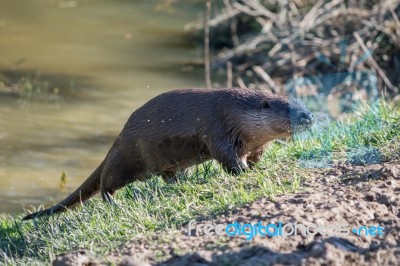 Eurasian Otter (lutra Lutra) In Natural Habitat Stock Photo