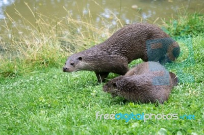 Eurasian Otters (lutra Lutra) On The Riverbank Stock Photo