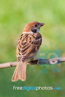 Eurasian Tree Sparrow Stock Photo