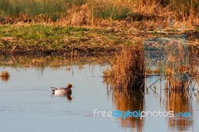 Eurasian Wigeon (anas Penelope) On A Pond In Essex Stock Photo