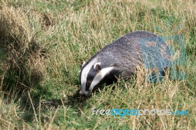 European Badger (meles Meles) Stock Photo