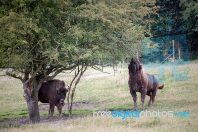 European Bison (bison Bonasus) Stock Photo