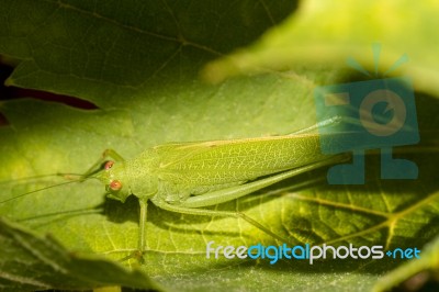 European Grasshopper (tettigonia Viridissima) Stock Photo