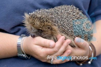 European Hedgehog (erinaceus Europaeus) Stock Photo