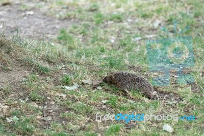 European Hedgehog (erinaceus Europaeus) Stock Photo