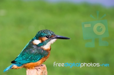 European Kingfisher In Front Of Green Grass Stock Photo