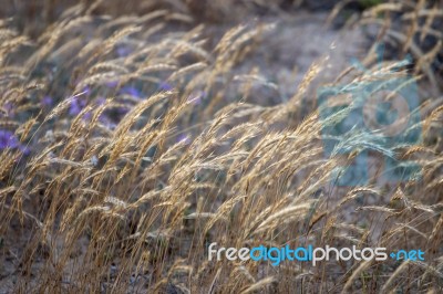 European Marram Grass Stock Photo