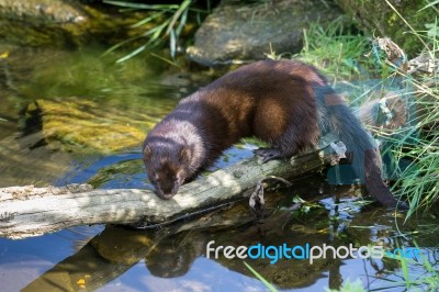 European Mink (mustela Lutreola) Stock Photo