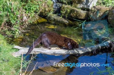 European Mink (mustela Lutreola) Stock Photo