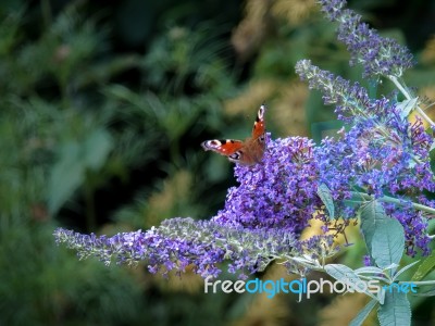 European Peacock Butterfly (inachis Io) Stock Photo