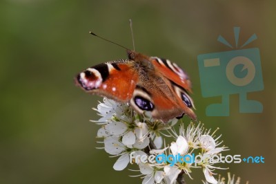 European Peacock Butterfly (inachis Io) Stock Photo