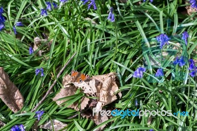 European Peacock Butterfly (inachis Io) Stock Photo