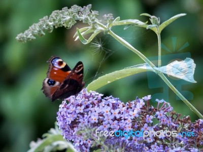 European Peacock Butterfly (inachis Io) Feeding On Buddleia Blos… Stock Photo