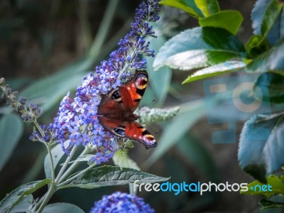 European Peacock Butterfly (inachis Io) Feeding On Buddleia Blossom Stock Photo