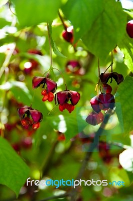 European Spindle Tree - Euonymus Europaeus Stock Photo