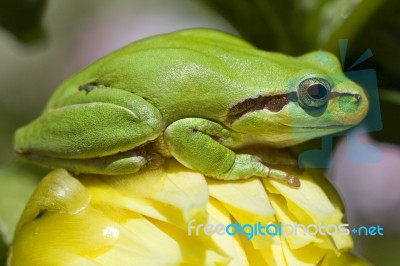 European Tree Frog Stock Photo